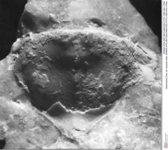 Historisches Foto von Isopoda indet. (NHMW-AFW-GEO-BACHMAYER-FOTO-1990-0041-0790)
